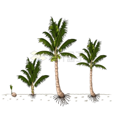椰子树的生长周期1127362矢量图片免抠素材