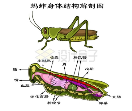 蚂蚱身体结构解剖图9581109矢量图片免抠素材
