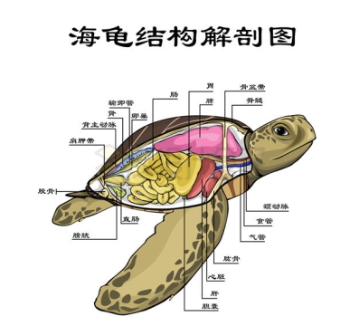 海龟身体结构解剖图5993150矢量图片免抠素材
