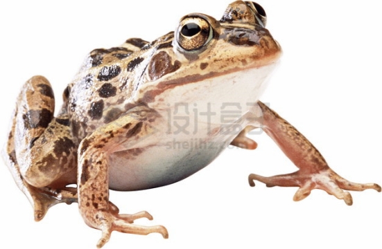 可爱的大眼睛青蛙黑斑蛙png图片素材