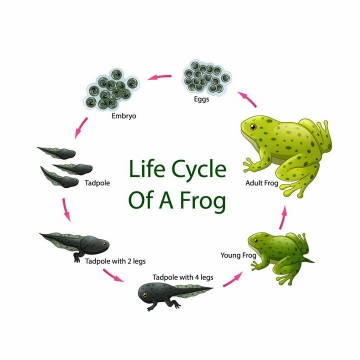 从青蛙卵到小蝌蚪最后变成青蛙发育过程png图片免抠eps矢量素材