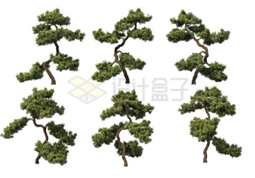 6款歪歪扭扭的松树景观树园林观赏植物4674821PSD免抠图片素材
