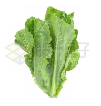 一根生菜叶子美味蔬菜1685701PSD免抠图片素材