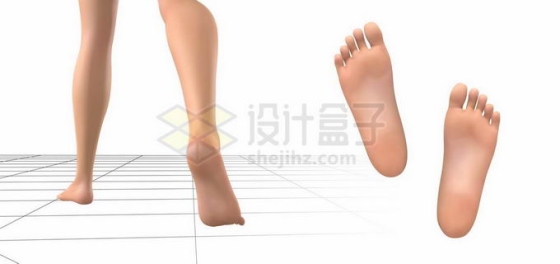 3D赤脚的人体脚底板小腿示意图3565754矢量图片免抠素材