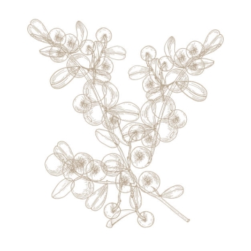 线条风格的花卉中草药图案AI矢量图片免抠素材