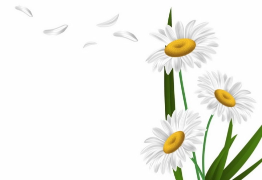 飘落了白色花瓣的甘菊鲜花花朵花卉菊花png图片免抠eps矢量素材