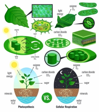 各种植物绿叶细胞叶绿素白天黑夜光合作用png图片免抠矢量素材