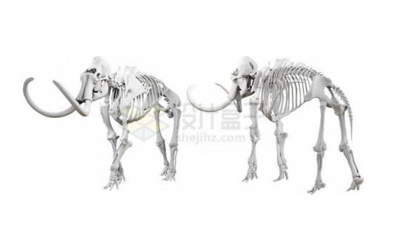 动物骨骼近似构成图片图片