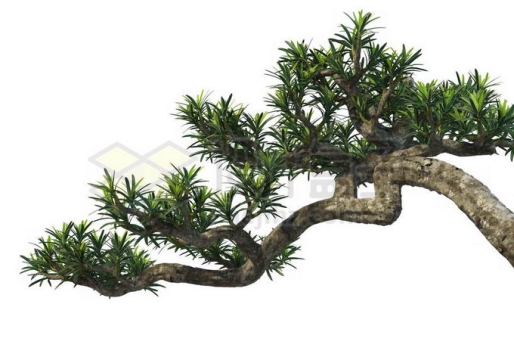 一根粗大的罗汉松树枝和树叶1126993PSD免抠图片素材