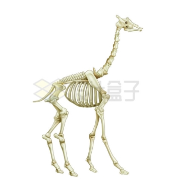 一头长颈鹿骨骼骨架7494508矢量图片免抠素材