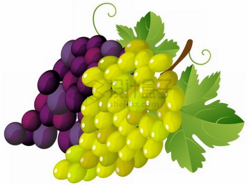 彩绘紫葡萄和青葡萄png图片素材