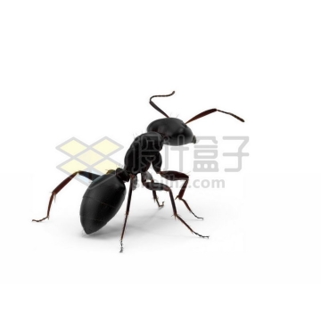 3D立体高清小蚂蚁小动物9370123图片免抠素材