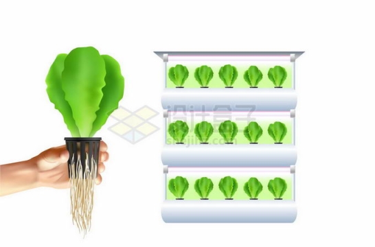 无土栽培技术水培种植蔬菜高科技农业技术插图9892916矢量图片免抠素材