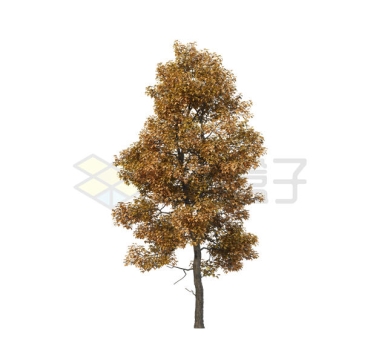 深秋里树叶变黄的大树悬铃木7251355PSD免抠图片素材