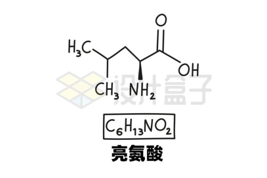 亮氨酸C6H13NO2化学方程式和分子结构式手绘风格氨基酸9575571矢量图片免抠素材