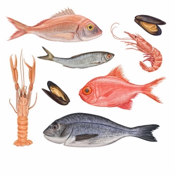 北极虾大黄鱼金鲳鱼鲈鱼红罗非鱼贻贝等美味海鲜海产品png图片免抠矢量素材