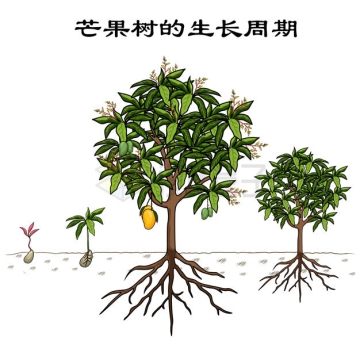 芒果树的生长周期农业插画5413591矢量图片免抠素材