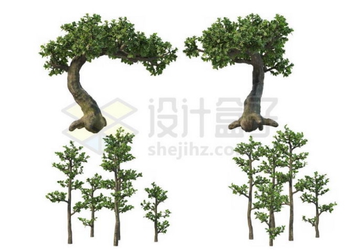 4棵榕树盆栽植物观赏植物造景8067795PSD免抠图片素材