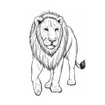 一只雄狮手绘素描风格狮子猫科动物插画8666951免抠图片素材