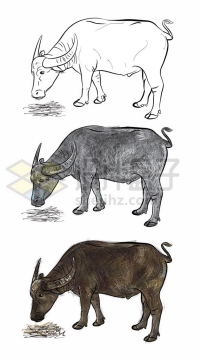 素描和彩绘黄牛老牛插画320958eps矢量图片素材