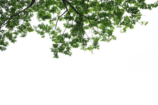 仰视视角的无患子大树树冠层园林绿植观赏树木9185559免抠图片素材