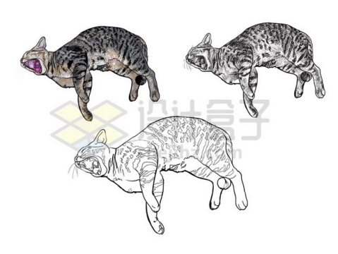 素描和彩绘打呵欠的猫咪狸花猫插画140732eps矢量图片素材