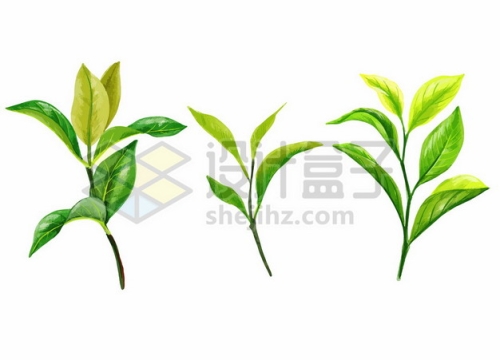 3款绿色树叶茶叶嫩芽龙井茶绿茶叶子7861202矢量图片免抠素材免费下载