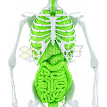 3D立体白色骨架绿色心脏肺部肝脏大肠小肠等内脏塑料人体模型3741923图片免抠素材