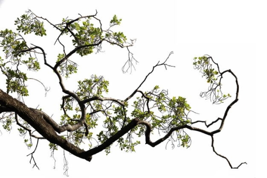 俯视视角的雨树大树树冠层树干树枝园林绿植观赏树木1894225免抠图片素材