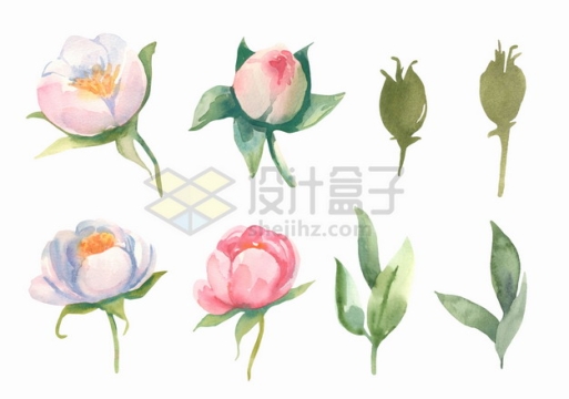 粉红色白色茉莉花鲜花花朵花卉和叶子水彩插画png图片素材