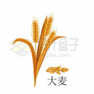 大麦青稞种子粮食农作物彩绘配图5320868矢量图片免抠素材