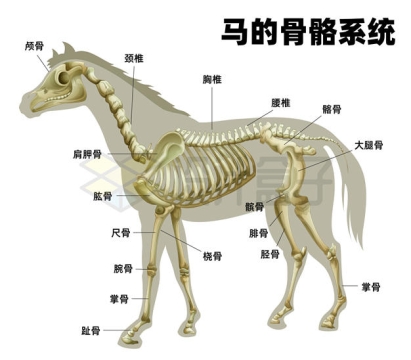 马的骨骼系统各部位名称示意图1782176矢量图片免抠素材