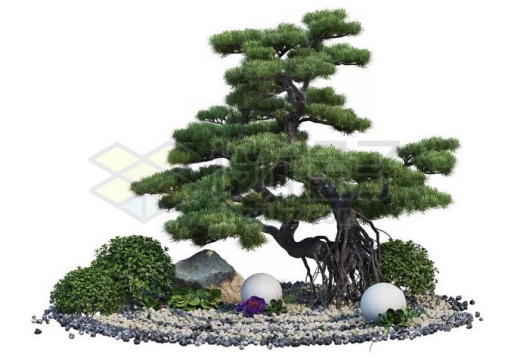 日本园林枯山水中的松树罗汉松盆景造型植物2678533PSD免抠图片素材