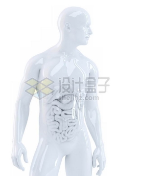 3D立体白色心脏和肺部肝脏大肠小肠等内脏塑料人体模型9621262图片免抠素材