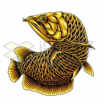 一条金黄色的金龙鱼美丽硬仆骨舌鱼插画6291112矢量图片免抠素材免费下载