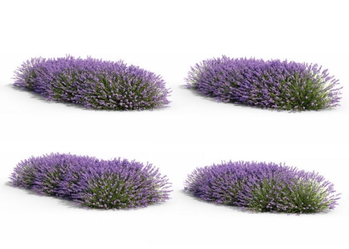 4款紫色薰衣草花丛绿植观赏植物2049058免抠图片素材