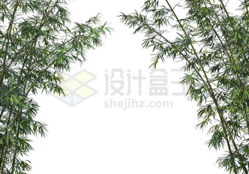 两侧的竹子竹林绿色植物装饰9414402PSD免抠图片素材