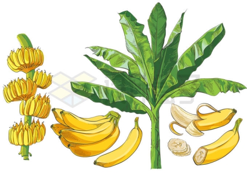 香蕉树和香蕉美味水果4851130矢量图片免抠素材