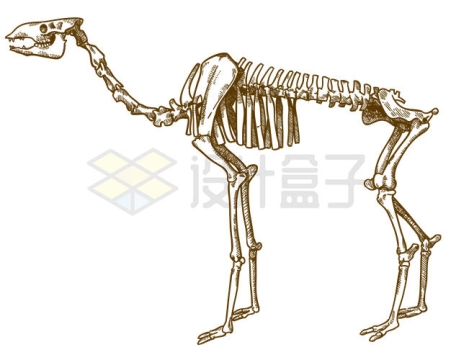 手绘风格狗的骨架结构插画3624207矢量图片免抠素材