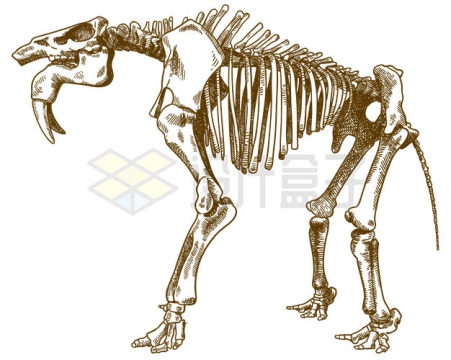 手绘风格大象的骨架结构插画7088758矢量图片免抠素材