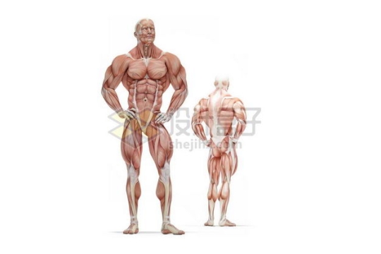两款男性人体肌肉模型全身肌肉组织解剖示意图1969925图片免抠素材