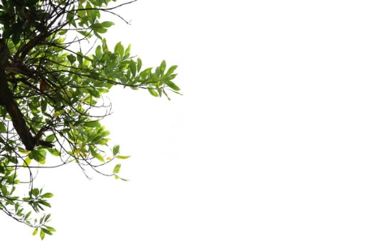 翠绿色的杜英树冠叶子枝条树枝园林绿植观赏树木9054943免抠图片素材