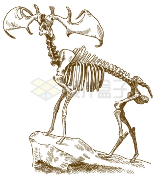 手绘风格驼鹿的骨架结构插画6565312矢量图片免抠素材