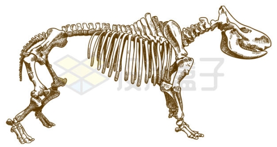 手绘风格犀牛的骨架结构插画4572159矢量图片免抠素材